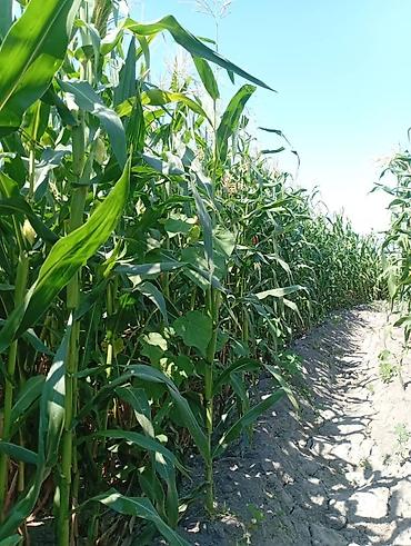 ковры ручной работы: Кукуруза Оптом, Самовывоз — 6