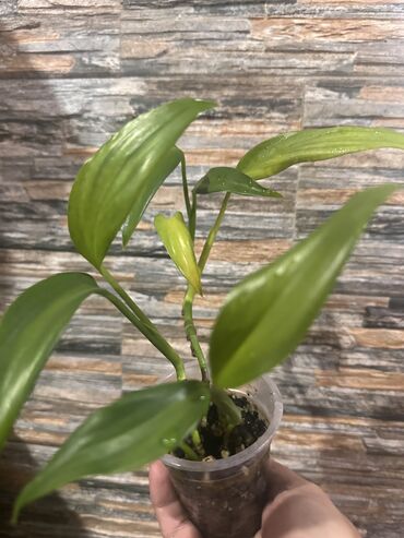 Другие комнатные растения: Комнатные растения — 12