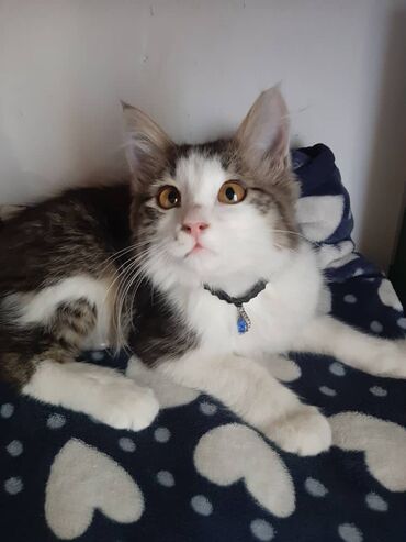 Отдам даром кошку: 2 месяца, Девочка — 4