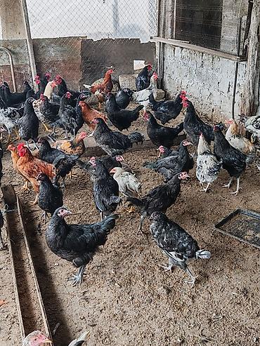 quşlar: Təxmini 160 ədəddir. Avstrolop sort 30azn sadə xoruzlar 20 azn. Bu — 4