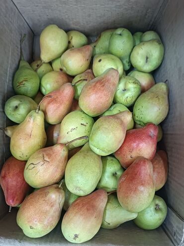 куплю продам мед: Груши Оптом