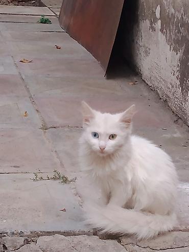 canaqli heyvanlar: Türk anqora, Yaxşı əllərə — 3