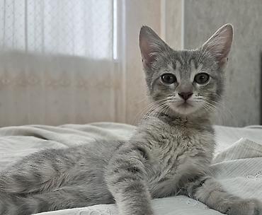 собаки самки: 3 месяца, Девочка, Серый, Приучена к лотку, Проглистована — 1