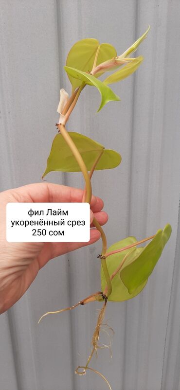 Другие комнатные растения: Продаю укорененные срецы, фиалки, подростки. Синяя розовая