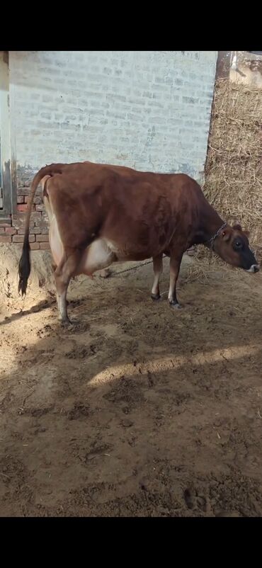 Inəklər, öküzlər: Inek 3 balasi dogub disi balaldir 4 ayliq disi duyesi var her saganda — 1