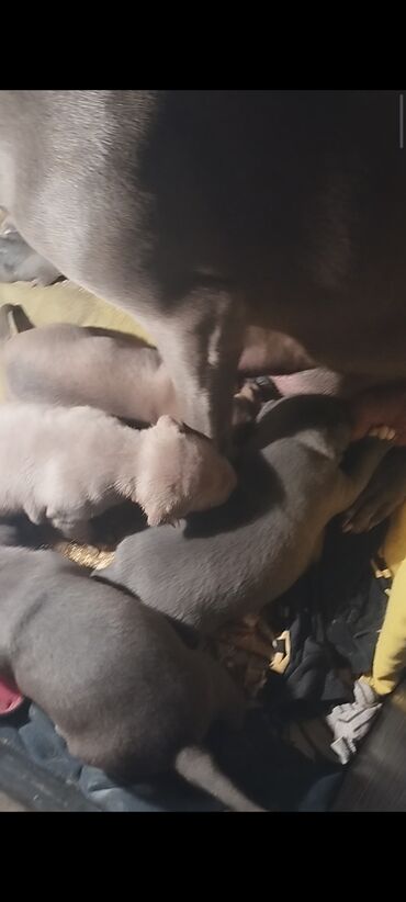 İtlər: Pitbul, 1 ay, Dişi, Ünvandan götürmə