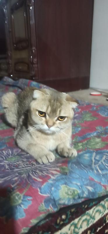 шотладский котенок: Скотиш Фолд (Шотландская вислоухая), 4 месяца, Мальчик, Золотая шиншилла, Приучена к лотку — 1
