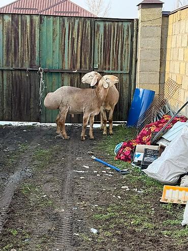 Баран, овца: Продаю | Баран (самец) | Арашан | Для разведения — 8