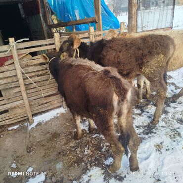 Коровы, быки: Продаю | Тёлка | На откорм | Привязанные — 9