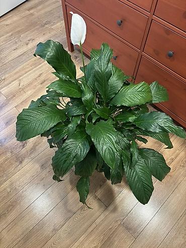 материнское счастье цветок: Спатифиллум (Spathiphyllum; женское счастье) - Высота вместе с — 2