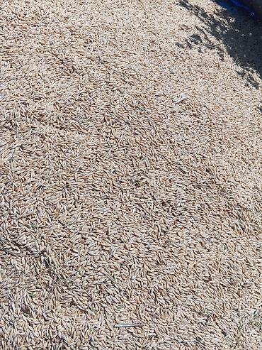 bıldırcın yemi: Heyvanlar üçün arpa 34 qəpikdən 6 ton var Toxumluq təmiz arpa 40 qəpik — 4