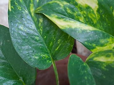 Ostale kućne biljke: Chlorophytum, velika,raskosna biljka sa prve slike je 3000 — 8