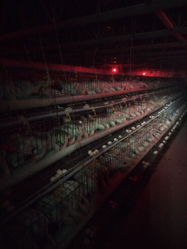 Сельхоз предприятия: Продаю Птицеферма, 10 соток, Действующий, С оборудованием, Электричество, Канализация, Отопление — 2