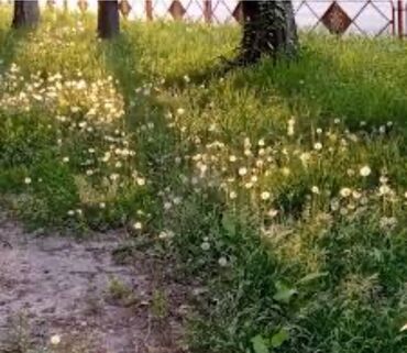 няня для ребенка: Требуется порядочная семья, скотники. Токмок