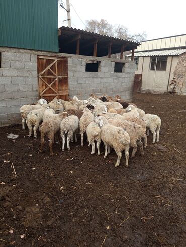 купить домик для кошки недорого: Продаю | Баран (самец) | Кастрированные, Ярка