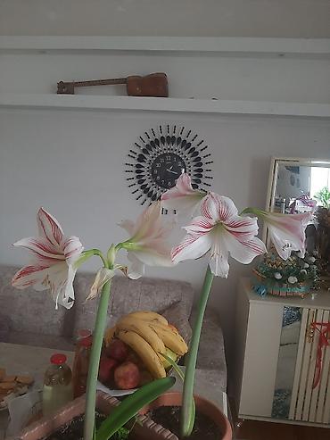 ev gulleri ve adlari: Bitki: Hippeastrum (Amarillis) – zolaqlı sort Güllər: Hər saplaqda — 3