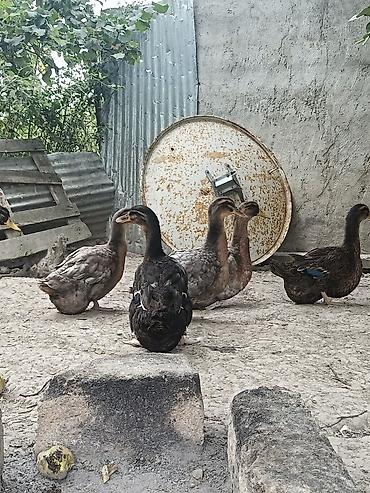 korella tutuqusu haqqında: Blue Rouen Ördekleri. Xarici sort ordekler.(Ətrafli məlumat — 6
