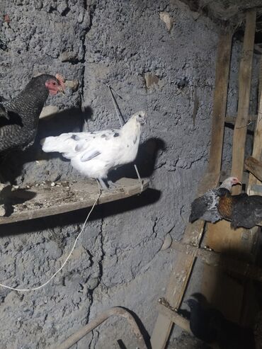 Куры, петухи: Продаю | Куры | Домашняя | Для разведения — 7
