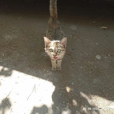 котенок кант: Отдаем котенка в добрые руки! Очень нежный и ласковый. Котенок девочка