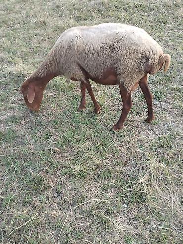 bakida cins ineklerin satisi: Salam 5 dene cavansaglam qoyunlar satilir
Űnvan: Quba r — 4