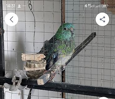 где можно взять кошку: У кого есть на продажу девочка Птица — попугай (неразлучник/малый — 1