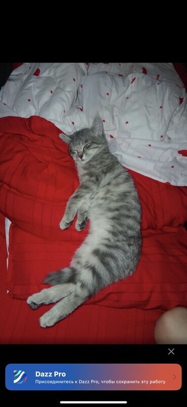 ориентальная короткошерстная кошка: Пушистый котёнок с серебристо-серой шёрсткой и тёмными