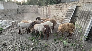 kirpi satisi: Erkək, il: 1, 35 kq, Ətlik, Damazlıq, Ödənişli çatdırılma — 5
