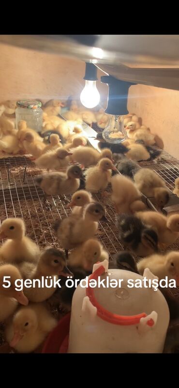 cins ineklerin satisi: Salam olsun. Satışda Pekin və Kuban ördək balaları var istənilən