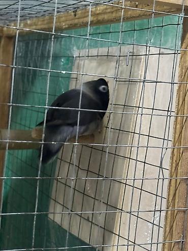 Tutuquşları: Məhsul: Sevgi quşları (Agapornis) Ünvan. 4 mkr dairəsi Təsvir: - — 1