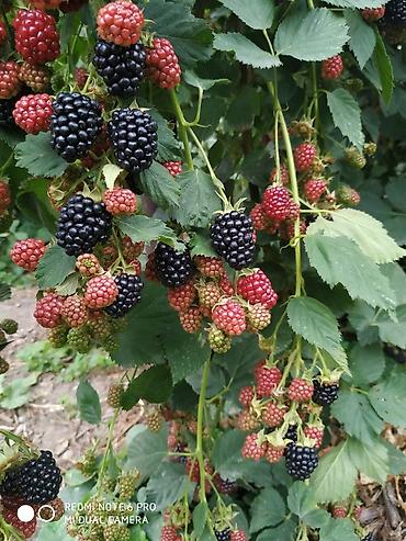 Ежевика: Продаются саженцы ежемалины. Сорт " Торнфри"(Tornfree), без шипов — 7