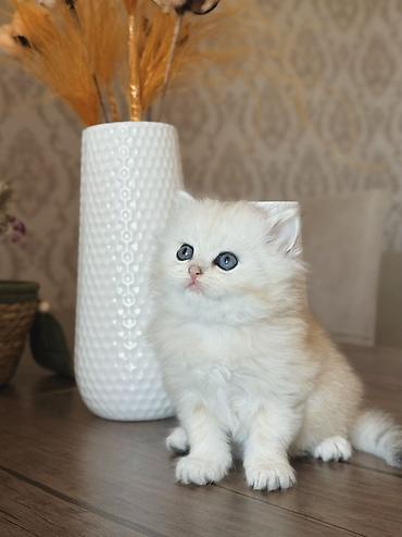 Pişiklər: Britan, Erkək — 5