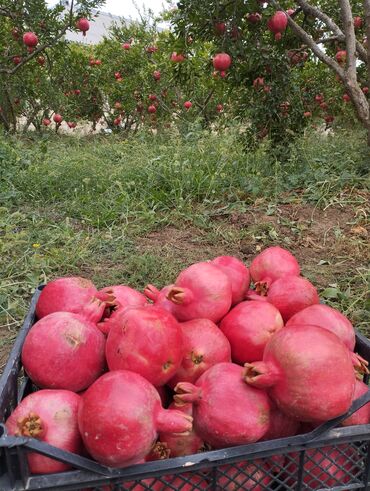 пластиковые окна в баку цена: Məhsul: Nar (bağdan təzə yığım) Təsvir: nar dermine isci lazmdi