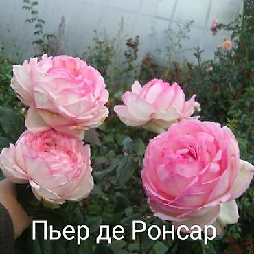 садовые розы: Саженцы — 7