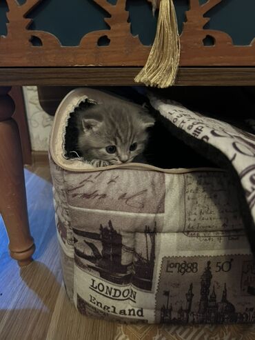 Pişiklər: Britan, Erkək, Dişi, Ünvandan götürmə -da lalafo.az — 5 Pişiklər: Britan, Erkək, Dişi, Ünvandan götürmə — 5