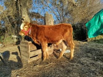 срочно продаю в связи с переездом: Продаю | Музоо, торпок | На откорм | Привязанные