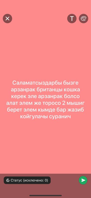 тооктор адлер: Мышык бекер берилет: Британ кыска жүндүү, 2 жаш, Ургаачы