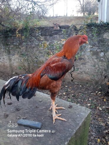 Xoruzlar: Salam Heyratı beçə 80 Heyratı sarıfete Fotoşəkillər Samsung Galaxy A7 — 5