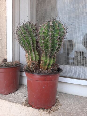 Kaktus: Kaktus, 28 may, nərimanov, koroğluya çatdırılma olacaq