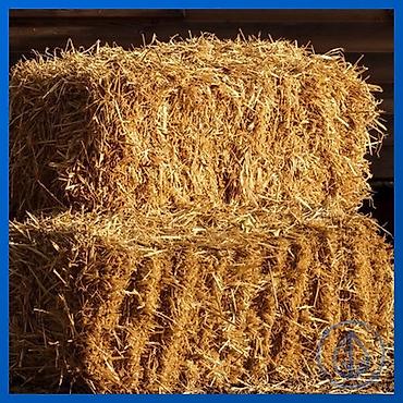 Продам с/х животных: Продаю солому ячменную, тюки хранятся под навесом! — 1