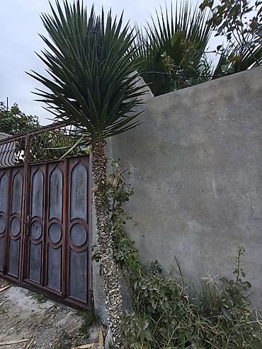 pavlovniya ağacı: Dekorativ yucca ağacı (Yucca aloifolia tipli) - Hündürlüyü təxminən — 1