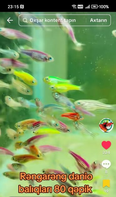 Rəngarəng Danio balıqları, akvariumunuzu canlandırmaq üçün ideal