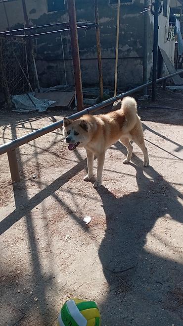 Akita-inu, 1 il, Erkək lalafo.az -da Akita-inu, 1 il, Erkək