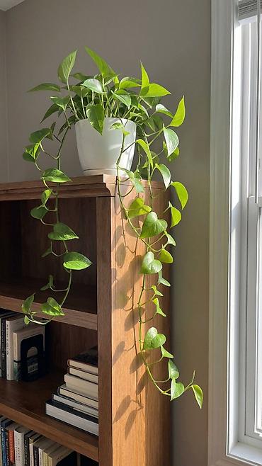 Комнатные растения: Эпипремнум золотистый (Scindapsus/Golden Pothos) в горшке. Горшок 🎁 в — 6