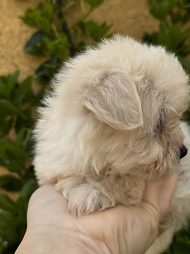 İtlər: Peyvəndli — 3