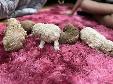 İtlər: Malta bolonka, 1 ay, Dişi — 2