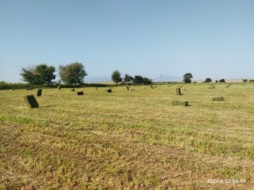 şamaxı torpaq satılır: 415 sot, Kənd təsərrüfatı, Mülkiyyətçi, Kupça (Çıxarış)