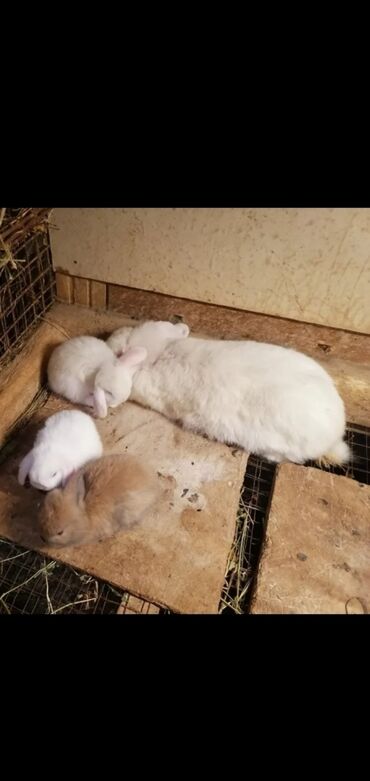 dovşan qəfəsi: Salam Holland lop cinsindən olan ay yarımlıq dişi ağ rəgdə mavi gpzlü