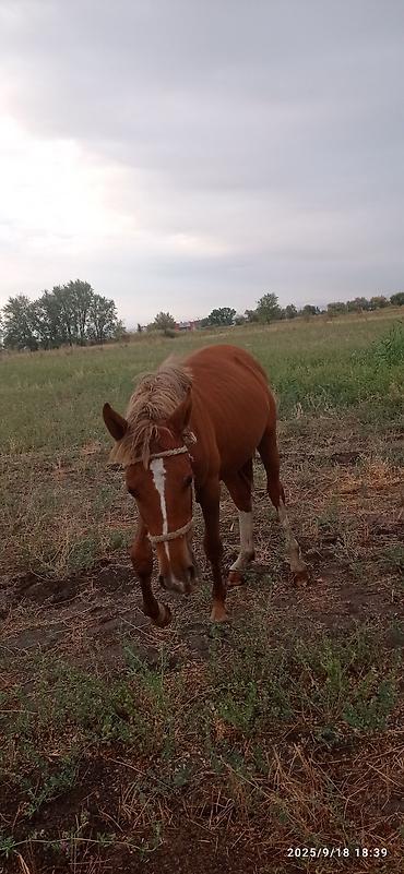 Сухофрукты, орехи, снеки: Сеф 5мин . Кунан байтал 160 мин Бээ дончак семиз240 мин — 6