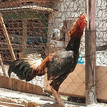 tutuquşu satışı: Heyratı xoruz satılır. Cinsi brazil, 1 yaş 6 aylıqdır. Bala almışam — 3
