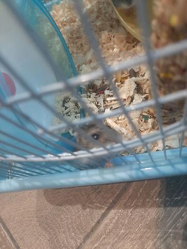 Gəmiricilər: Hamster ailəsi yuva ile birge satilir.umumilikde 5 i kicik olmaqla — 2